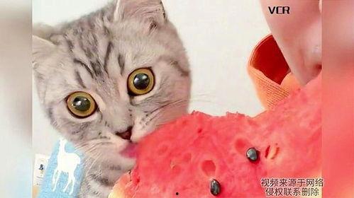 小花猫吃瓜,一场味蕾的冒险之旅 第2张 小花猫吃瓜,一场味蕾的冒险之旅 第2张